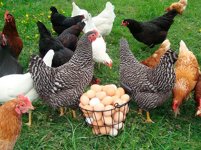 Содержание кур и уход за ними | ЗооТом - продажа, вязка и услуги для животных в Иловле