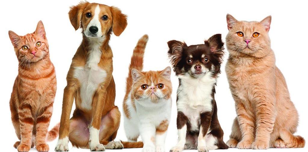 Доска объявлений о животных | ЗооТом - продажа, вязка и услуги для животных в Иловле