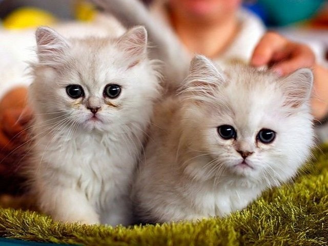 Породы кошек в Иловле | ЗооТом портал о животных