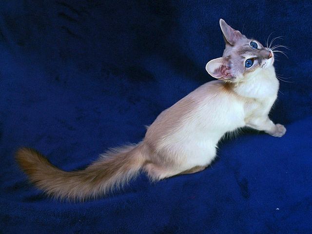 Выведенные породы кошек в Иловле | ЗооТом портал о животных