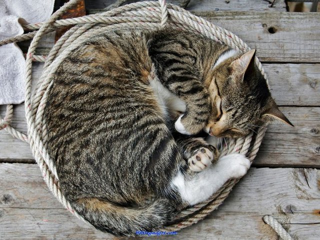 Все о кошках в Иловле | ЗооТом портал о животных