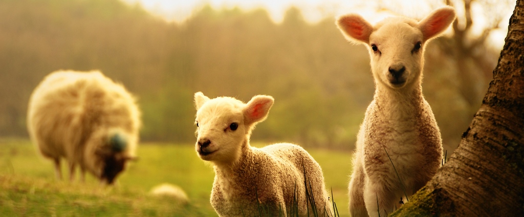Объявления о сельскохозяйственных животных | ЗооТом - продажа, вязка и услуги для животных в Иловле