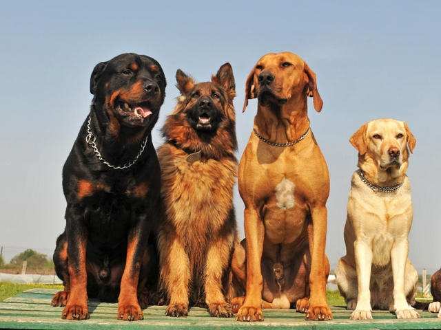 Крупные породы собак в Иловле | ЗооТом портал о животных