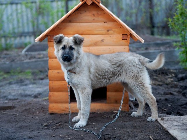 Все о собаках в Иловле